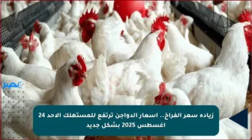 زيادة سعر الفراخ.. أسعار الدواجن ترتفع للمستهلك الأحد 24 أغسطس 2025 بشكل جديد